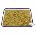 supply canned green peas with dry & fresh materials good quality